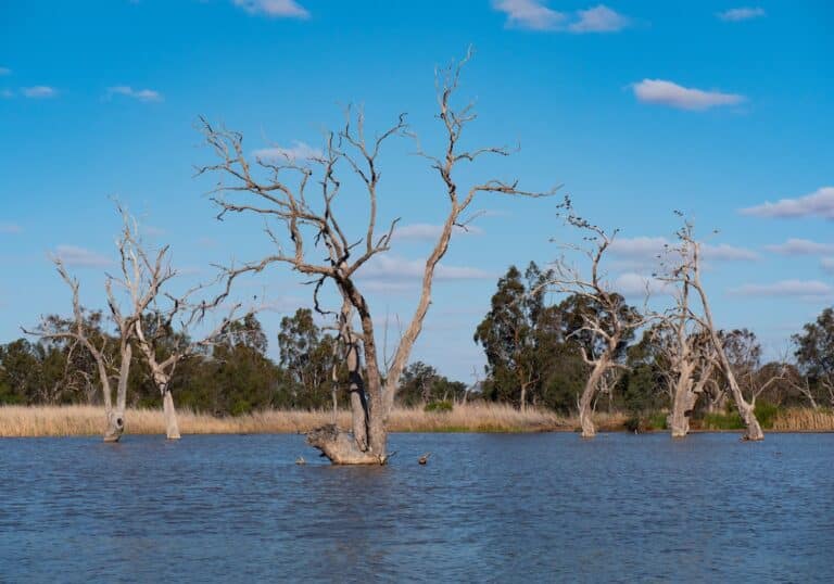 Narran Environmental water flows central to Narran Lakes - Inside Water