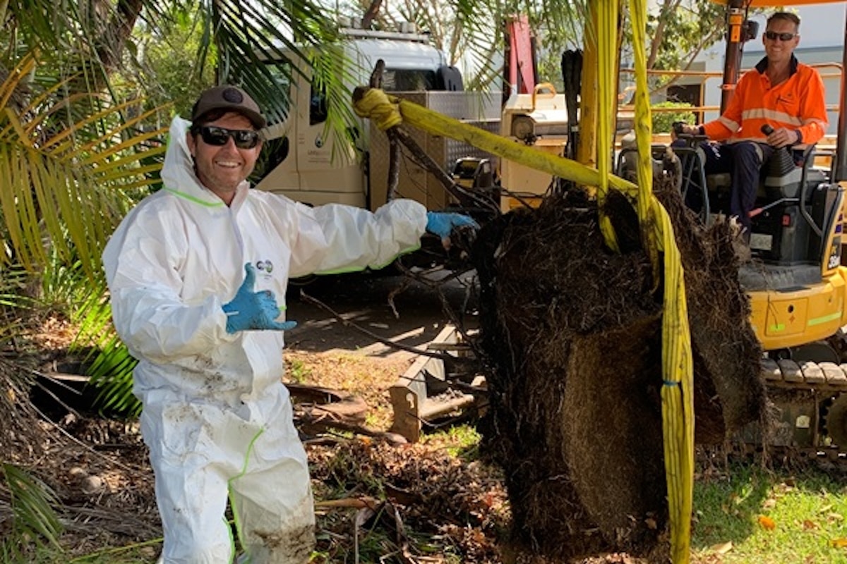 Tree roots revealed as major cause of wastewater pipe blockages ...