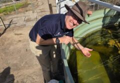 Dr Simon Banks holding Murray hardyhead at Wingillie Station in far west New South Wales.